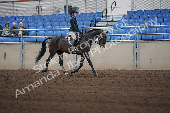 2019 Morgan Horse Show - Sept 01, 2019 - 03932