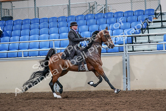 2020 - AB Morgan Horse - Sat, Sept 05 - 13227