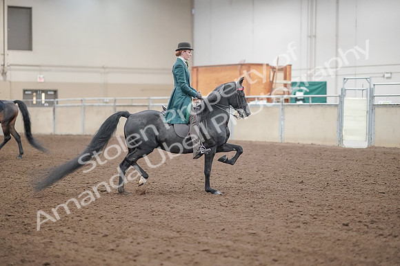 2019 Morgan Horse Show - Aug 30, 2019 - 15636