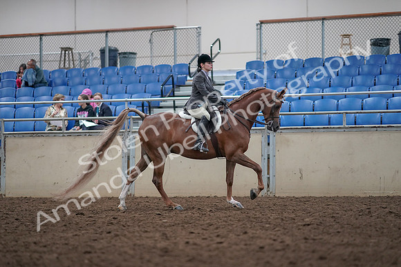 2019 Morgan Horse Show - Aug 31, 2019 - 16071