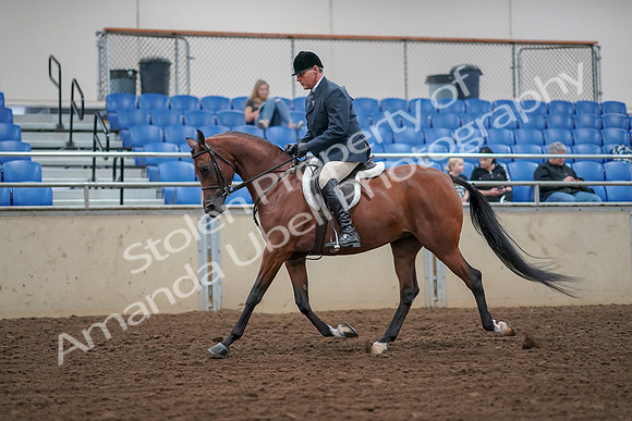 2019 Morgan Horse Show - Aug 30, 2019 - 16124