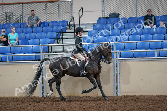 2020 - AB Morgan Horse - Fri, Sept 04 - 06046