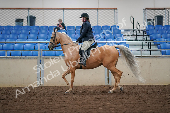 2019 Morgan Horse Show - Aug 30, 2019 - 16244