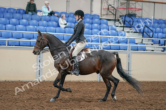 2020 - AB Morgan Horse - Sat, Sept 05 - 14221