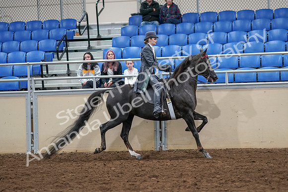 2020 - AB Morgan Horse - Sat, Sept 05 - 13956