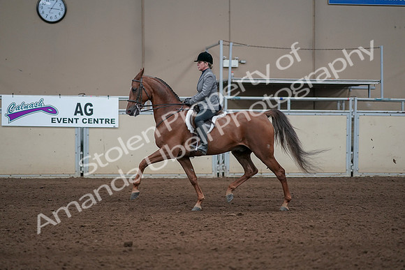 2019 Morgan Horse Show - Sept 01, 2019 - 12285