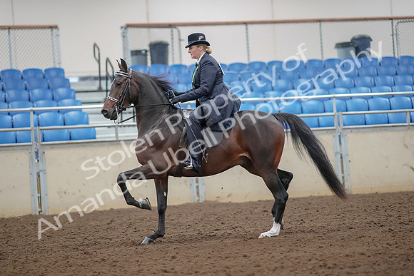2019 Morgan Horse Show - Aug 30, 2019 - 24294