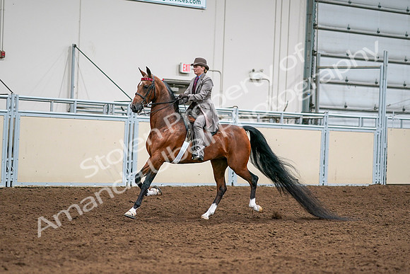 2020 - AB Morgan Horse - Sat, Sept 05 - 12090