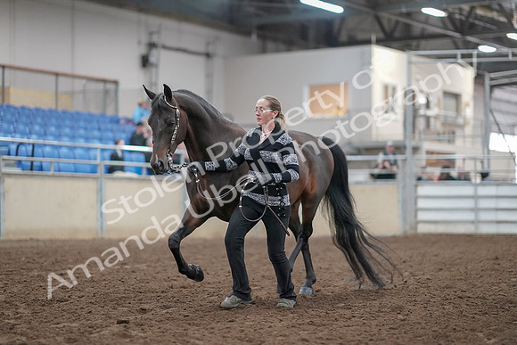 2019 Morgan Horse Show - Aug 31, 2019 - 02936