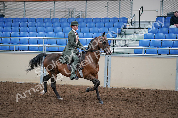2020 - AB Morgan Horse - Fri, Sept 04 - 03431