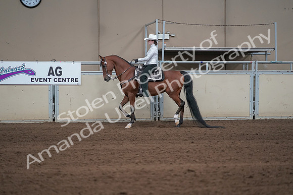 2019 Morgan Horse Show - Sept 01, 2019 - 06941