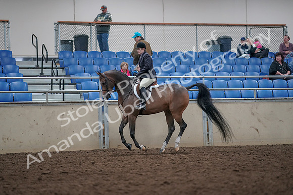 2019 Morgan Horse Show - Aug 31, 2019 - 15980