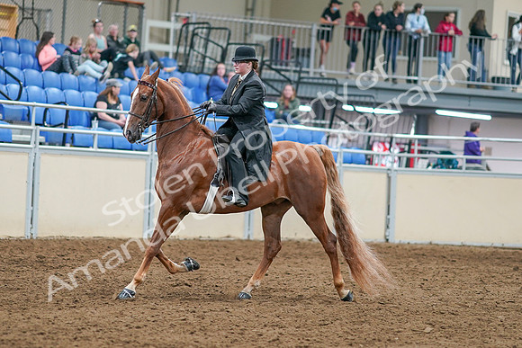 2020 - AB Morgan Horse - Sat, Sept 05 - 07975