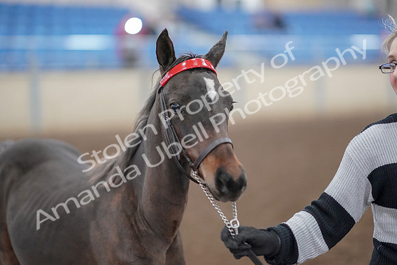 2019 Morgan Horse Show - Aug 31, 2019 - 00233
