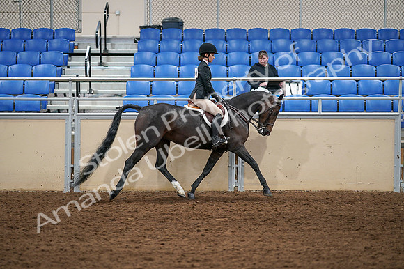 2020 - AB Morgan Horse - Fri, Sept 04 - 02159