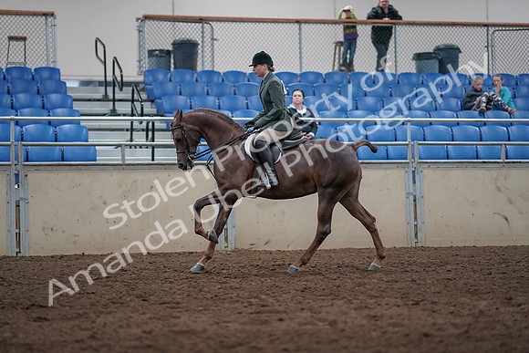 2019 Morgan Horse Show - Sept 01, 2019 - 08756