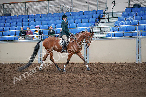 2020 - AB Morgan Horse - Sat, Sept 05 - 05108