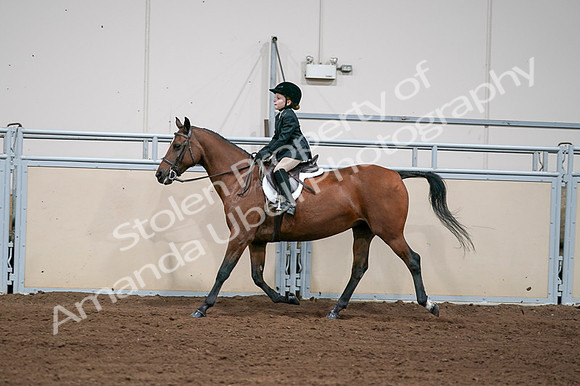 2020 - AB Morgan Horse - Fri, Sept 04 - 02065
