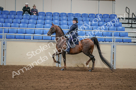 2020 - AB Morgan Horse - Fri, Sept 04 - 08016