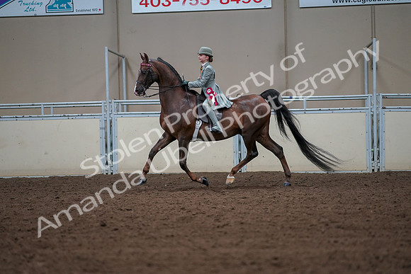 2019 Morgan Horse Show - Aug 30, 2019 - 18249