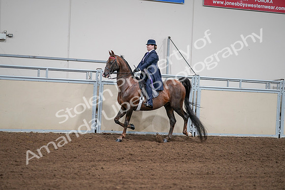 2020 - AB Morgan Horse - Fri, Sept 04 - 07950