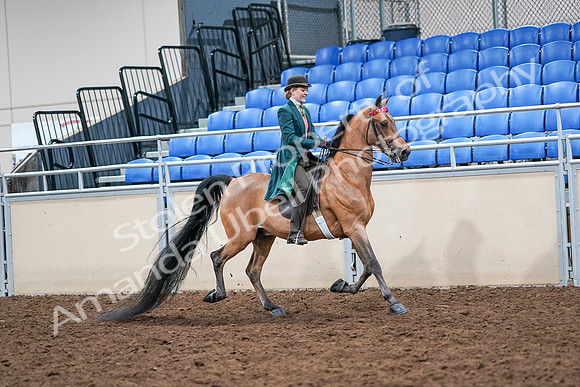 2020 - AB Morgan Horse - Sat, Sept 05 - 14031