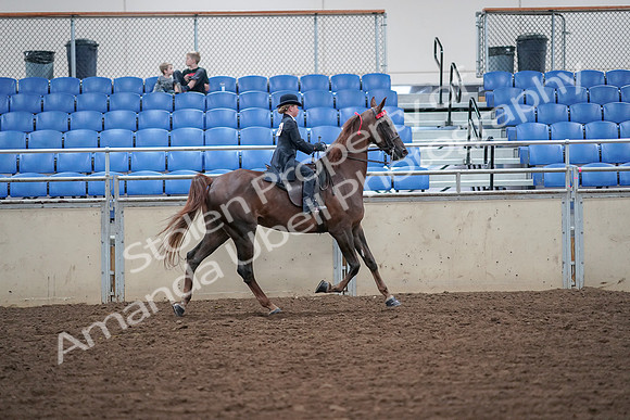 2019 Morgan Horse Show - Aug 30, 2019 - 18159