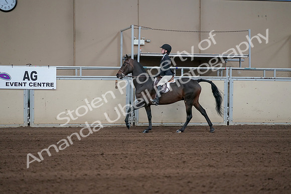 2019 Morgan Horse Show - Sept 01, 2019 - 03772