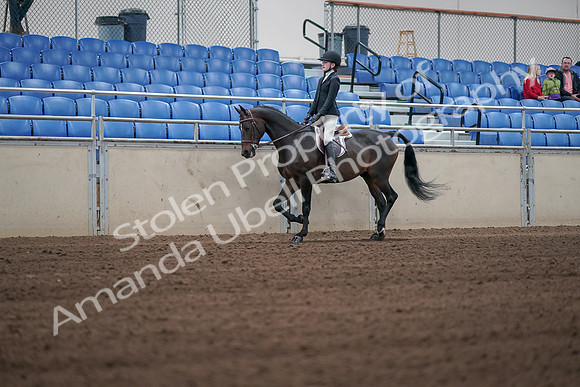 2019 Morgan Horse Show - Sept 01, 2019 - 03699