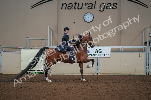 2019 Morgan Horse Show - Aug 30, 2019 - 25311