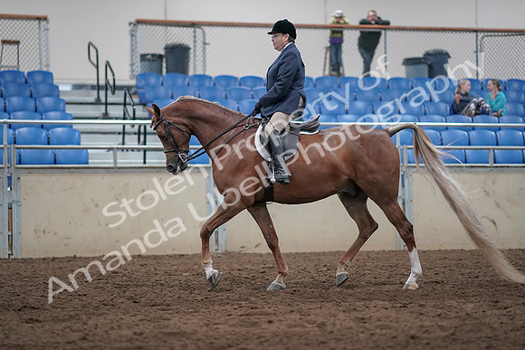 2019 Morgan Horse Show - Sept 01, 2019 - 08606