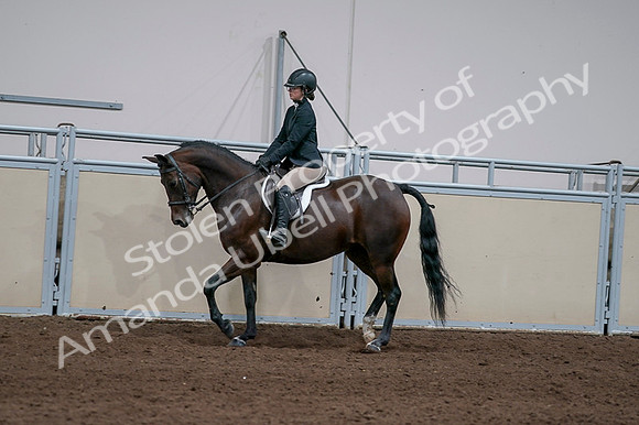 2020 - AB Morgan Horse - Fri, Sept 04 - 05950