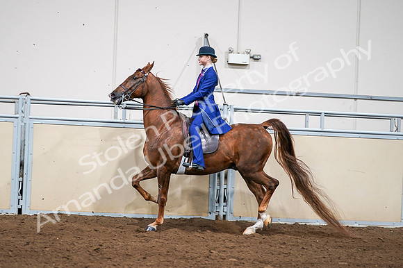 2020 - AB Morgan Horse - Fri, Sept 04 - 04981