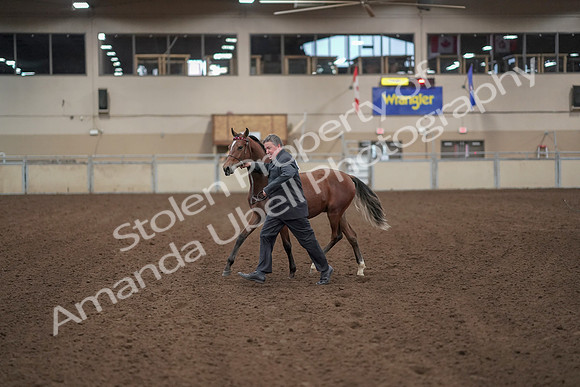 2019 Morgan Horse Show - Aug 31, 2019 - 00241