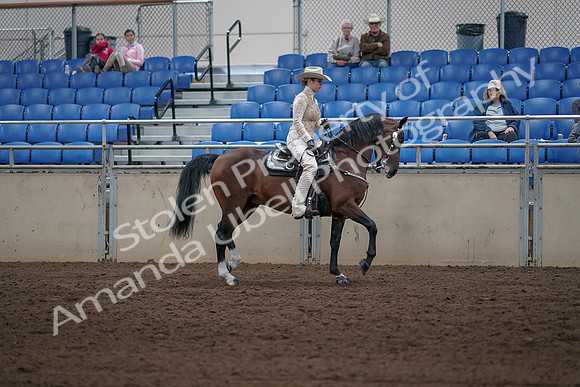 2019 Morgan Horse Show - Sept 01, 2019 - 07178