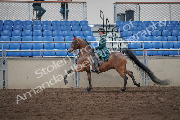 2019 Morgan Horse Show - Sept 01, 2019 - 13282