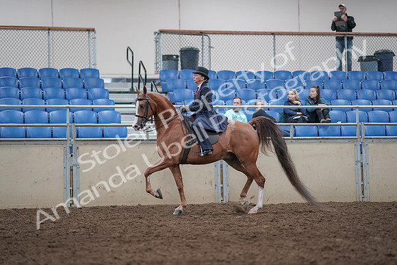 2019 Morgan Horse Show - Aug 31, 2019 - 08554