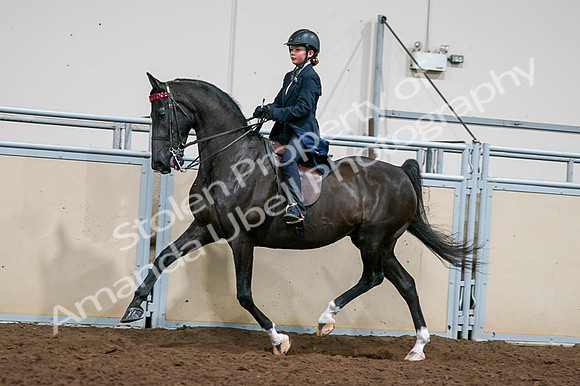 2020 - AB Morgan Horse - Fri, Sept 04 - 03233