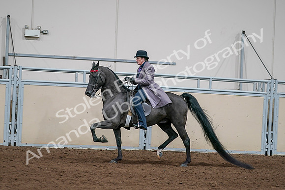 2020 - AB Morgan Horse - Sat, Sept 05 - 13717