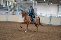2020 - AB Morgan Horse - Sat, Sept 05 - 09373