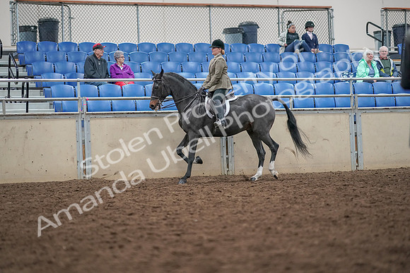 2019 Morgan Horse Show - Aug 30, 2019 - 20048