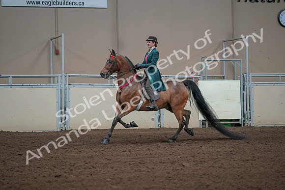 2019 Morgan Horse Show - Sept 01, 2019 - 13468