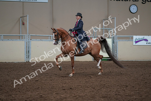 2019 Morgan Horse Show - Sept 01, 2019 - 12119
