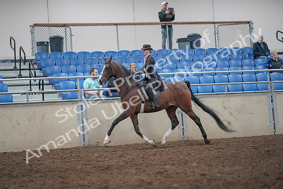 2019 Morgan Horse Show - Aug 31, 2019 - 08691