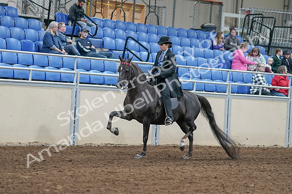 2020 - AB Morgan Horse - Sat, Sept 05 - 00814