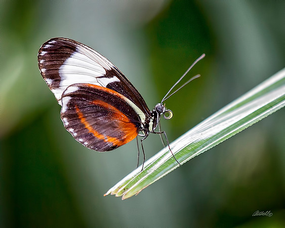 Insects - 028