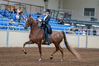 2020 - AB Morgan Horse - Fri, Sept 04 - 06242