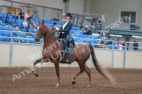 2020 - AB Morgan Horse - Fri, Sept 04 - 06242