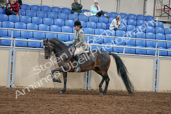 2020 - AB Morgan Horse - Sat, Sept 05 - 14491