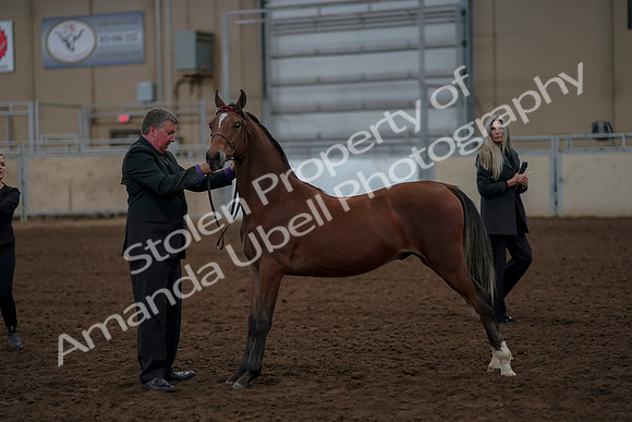 2019 Morgan Horse Show - Aug 30, 2019 - 25587
